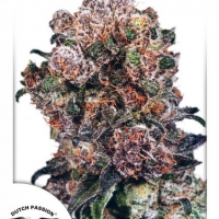 Blueberry Regular Cannabis Seeds | Dutch Passion 