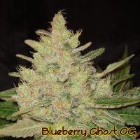 Blueberry Ghost OG Feminised Cannabis Seeds | The Original Sensible Seed Company
