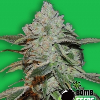 Bomb Seeds Atomic Feminised Cannabis Seeds For Sale
