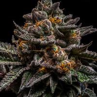 Brian Cake Feminised Cannabis Seeds | Ripper Seeds