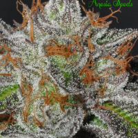 Bruce Banner #3 Feminised Cannabis Seeds - Anesia Seeds