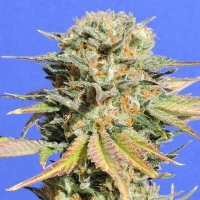 Bruce Banner #3 Feminised Cannabis Seeds | Original Sensible Seed Company