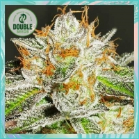 Bruce Banner Feminised Cannabis Seeds - Double Seeds
