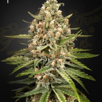Bubba Slush Feminised Cannabis Seeds | Green House Seeds.