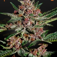 Bubba Kush Feminised Cannabis Seeds | Green House Seeds.