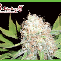 Bud Bud Bling Tingz Feminised Cannabis Seeds | Dr Krippling