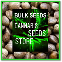 Grandaddy Purple x Bruce Banner Feminised Cannabis Seeds | 100 Bulk Seeds
