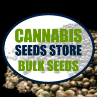 Blueberry Feminised Cannabis Seeds | 100 Bulk Seeds