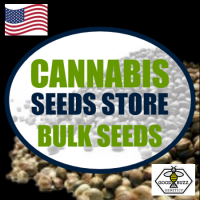 Stardawg Feminized Cannabis Seeds | Good Buzz Genetics