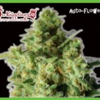 Bulk Smash Auto Feminised Cannabis Seeds | Dr Krippling 