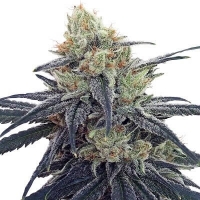 CBD #1 Feminised Cannabis Seeds | Ace Seeds.