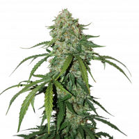 CBD 1:1 Silver Lime Haze Auto Feminised Cannabis Seeds | Seed Stockers