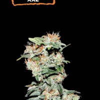 CBD Critical XXL Auto Feminised Cannabis Seeds | Seed Stockers.