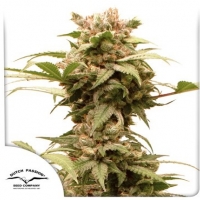 Auto CBG Force Feminised Cannabis Seeds | Dutch Passion 