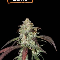 CBD Northern Lights Feminised Cannabis Seeds | Seed Stockers.