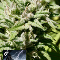 CBD Black Beauty Feminised Cannabis Seeds | Kera Seeds 