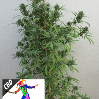 CBD Harlequin Feminised Cannabis Seeds | Kera Seeds 