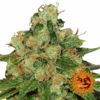 CBD Caramel Regular Cannabis Seeds | Barney's Farm  