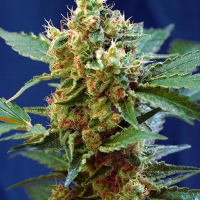 Cream Mandarine XL Auto Feminised Cannabis Seeds | Sweet Seeds