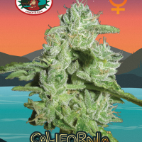 California Orange Cheese Feminised Cannabis Seeds | Big Buddha Seeds