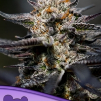 Calypso Sunrocks Feminised Cannabis Seeds - Anesia Seeds