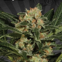 Candy Kush Auto flowering Feminised Cannabis Seeds | Auto Seeds