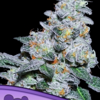 Captain Future Feminised Cannabis Seeds - Anesia Seeds