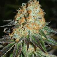 Cash Crop Auto Feminised Cannabis Seeds | Cream Of The Crop