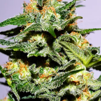 Cash Crop XL Auto Feminised Cannabis Seeds | Cream Of The Crop