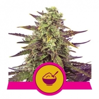 Cereal Milk Feminised Cannabis Seeds | Royal Queen Seeds.