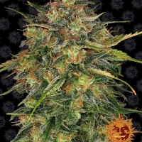 Cheese Auto Feminised Cannabis Seeds | Barney's Farm 