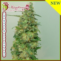 Chemdog Millionaire Feminised Cannabis Seeds | Dr Krippling 
