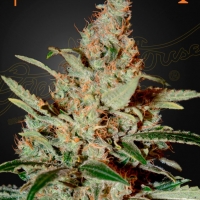 Chemdog Feminised Cannabis Seeds | Green House Seeds.
