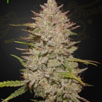 Chemical Candy Auto Feminised Cannabis Seeds | Green House Seeds.