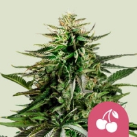 Cherry Pie Feminised Cannabis Seeds | Royal Queen Seeds.