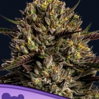 Chimera Cut Feminised Cannabis Seeds - Anesia Seeds
