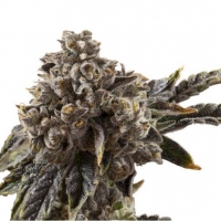 Chocolate Sherbet Feminised Cannabis Seeds - Growers Choice