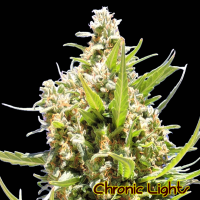 Chronic Lights Feminised Cannabis Seeds | The Original Sensible Seeds Company