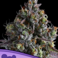 Coco Jambo Feminised Cannabis Seeds - Anesia Seeds