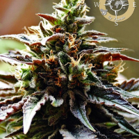 Congo Feminised Cannabis Seeds - Anesia Seeds