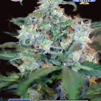 Crazy Mouse (Amsterdam Cheese) Feminised Cannabis Seeds | Kera Seeds