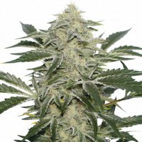 Creamy Kees Regular Cannabis Seeds - Super Sativa Seed Club