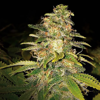 Critical Blue Auto Feminised Cannabis Seeds | Expert Seeds