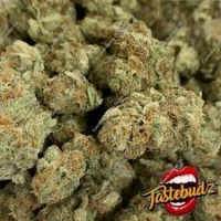 Critical Hash Cake Auto Feminised Cannabis Seeds - Tastebudz. Critical Hash Cake Auto Feminised Cannabis Seeds - Tastebudz.