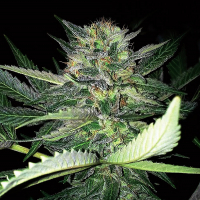 Critical Lights Feminised Cannabis Seeds | Expert Seeds