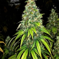 Auto Blutonium Mass Feminsed Cannabis Seeds | Critical Mass Collective Seeds