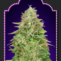 Critical Poison Fast V Feminised Cannabis Seeds | OO Seeds