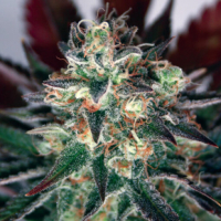 Critical Relief CBD Feminised Cannabis Seeds | Garden of Green