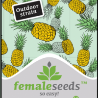 Critical Sour Feminised Cannabis Seeds | Female Seeds 