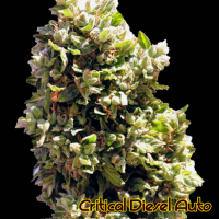 Critical Diesel Auto Feminised Cannabis Seeds | The Original Sensible Seeds Company